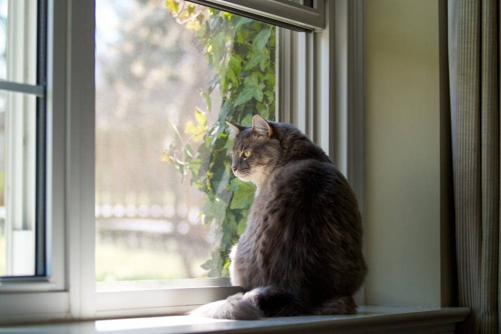 eco-friendly-options-for-windows-screens(1) Eco friendly options for windows screens